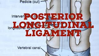 Posterior longitudinal ligament [upl. by Patsy]