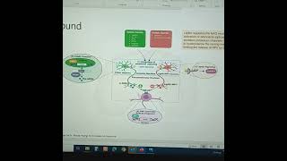 GLP1analogue weightloss effect brain neurons proopuonelanocortinpomc agoutirelatedprotein [upl. by Lucho]