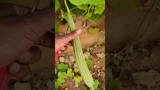 thechetan thechetan farming 🧺hireKai Balli viral public 😱🧺😀🌞🎇 [upl. by Recor185]