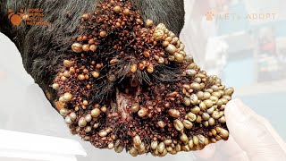 German Shepherd Dog Infested With Thousands of Ticks Rescued From Misery Given New Life by Viktor [upl. by Poulter899]