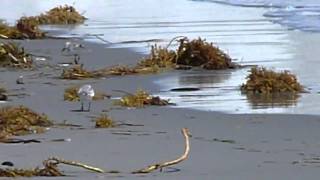 Sanderlings at John U Lloyd Beach State Park FL [upl. by Razid]