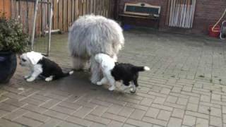 Old English Sheepdogpuppies 6 weeks playing with their father Tom [upl. by Jaala370]