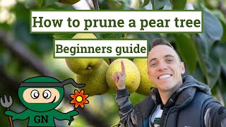 How to prune a pear tree ultimate beginner gardening guide [upl. by Rehpatsirhc44]