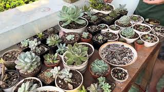 Part 4 Caring for Graptopetalum Succulents A Beginner’s Guide [upl. by Halima]