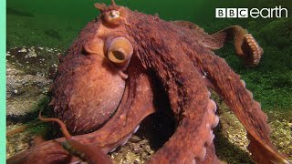 Octopus Steals Crab from Fisherman  Super Smart Animals  BBC Earth [upl. by Oirazan351]