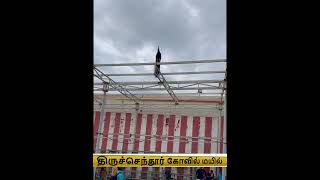 Tiruchendur Murugan Temple tiruchendurmurugantemple trendingvideos shortsfeed viralshorts [upl. by Rihat]