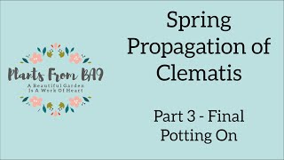 Spring Propagation of Clematis Part 3 [upl. by Oag]