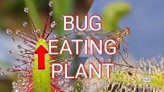 How does a sundew plant work [upl. by Dlorad]