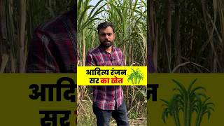 Aditya Ranjan Sir का खेत 🎋🏡  ft Aditya Ranjan sir shorts gaon [upl. by Godfry]