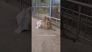 A timid tigershortvideo shorts shortsvideo animals tiger cute funny cuteanimals [upl. by Kira]