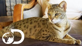 The Savannah The Largest Domestic Cats in the World  Cats 101 [upl. by Anaugahs]