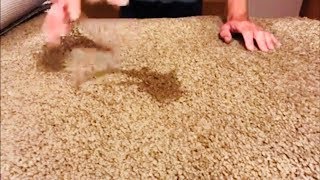 Why do carpet stains reappear after cleaning [upl. by Macdonell]