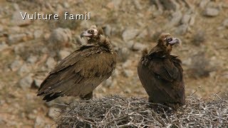 Cinereous Vulture  fighting for food nest Vulture family [upl. by Ardnoel]