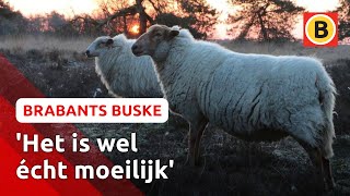 Het NK Schapendrijven is van start DIT is de truc  Brabants Buske [upl. by Ysak]