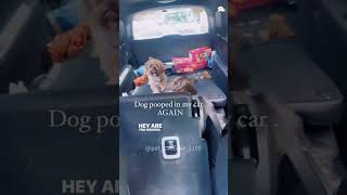 Dogs that poop in the car 😂😂😂funny pets dog [upl. by Nette267]