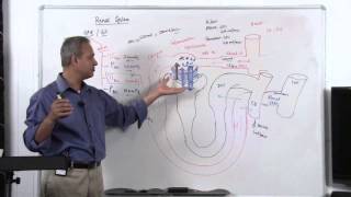 Renal System GFR Glomerular Filtration Rate 814 [upl. by Herve]