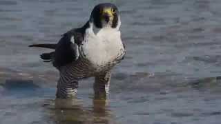 Peregrine Falcon Falco peregrinus at beach timid about taking a bath [upl. by Yenmor]