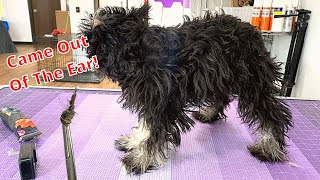 SEVERELY Matted Schnauzer Puppy [upl. by Norma678]