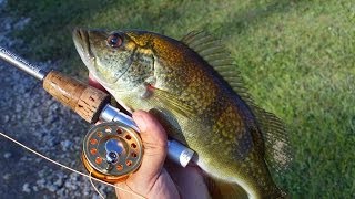 Peacock bass Hybrids with Micro Fly Reel by Penfishingrodscom [upl. by Lebna]