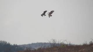 Longlegged Buzzard VS Juv Bonellis Eagle [upl. by Ile]