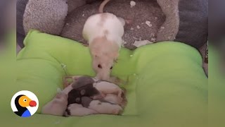 Rat Mom Tucks Her Babies In  The Dodo [upl. by Ferretti990]