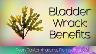 Bladderwrack Benefits for Health [upl. by Porett]