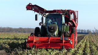 Cichorei rooien met Grimme Rootster 604 Landb Buijs EmmerCompascuum [upl. by Ichabod184]