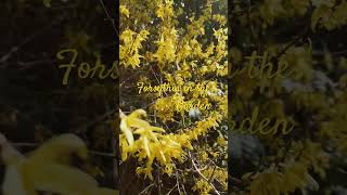 Forsythia in Garden Landscape [upl. by Drisko]