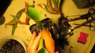 How I Divide Heliamphora [upl. by Leiso934]