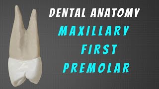 Maxillary first Premolar  Dental Anatomy complete explanation [upl. by Risay679]