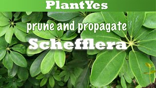 🌿 How to prune and propagate Schefflera arboricola 🌿 and showing endresult [upl. by Slin]