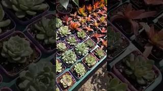 Succulents varieties  Plant market succulentvarieties plantmarket plantlover shorts [upl. by Seni655]