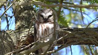 Northern Saw Whet Owl [upl. by Ocinemod]