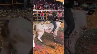 Bull Riding Competition [upl. by Kwapong]