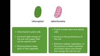 Cell Organelles  cell organelles class 9  cell organelles class 9 animation [upl. by Bernard]