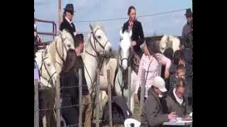 Concour equestre Camargue aux Mas DEstanion 2014 [upl. by Macri]