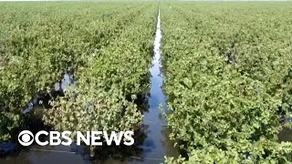 How severe flooding has impacted California farmers in Central Valley [upl. by Rice]