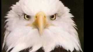 The Eagle quotSymbol of American Freedomquot [upl. by Anatolio]