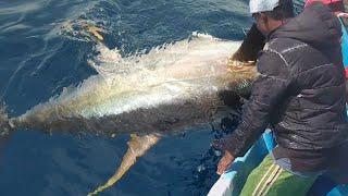 How to Handline Fishing tuna  Fishermen Catching Giant Tuna on The Sea [upl. by Yance]