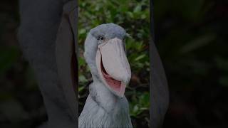 Shoebill Stork Sounds Like a Machine Gun shorts interestingfacts [upl. by Inava802]