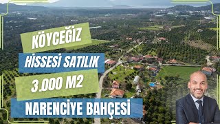 KÖYCEĞİZ HİSSESİ SATILIK 3 DÖNÜM NARENCİYE BAHÇESİ  Köyceğiz Satılık Tarla [upl. by Aniehs]