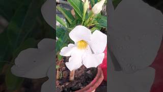 mandevilla flowers plantterracegardening youtubeshorts [upl. by Amla]