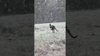 Watch kangaroos hop through snow as cold front hits Australia [upl. by Phenice]