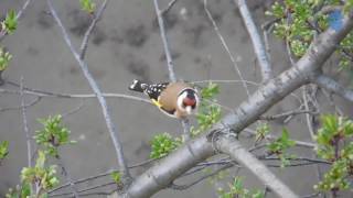 Щегол  Goldfinch [upl. by Etnaik846]