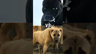 Pitbull vs Kangal Showdown 😈 [upl. by Nareht]