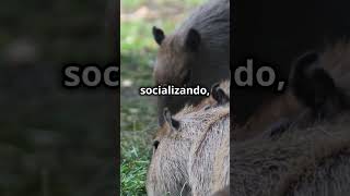 Los animales más sociables ¡Conoce al capibara curiosidades datosquenosabias capibara [upl. by Jones771]