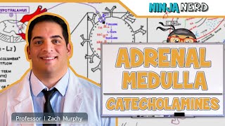 Endocrinology  Adrenal Medulla  Catecholamines [upl. by Cox]