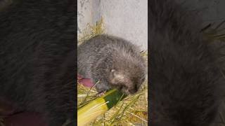 Rat eating Bamboo viralvideo animals shorts [upl. by Adnaral]