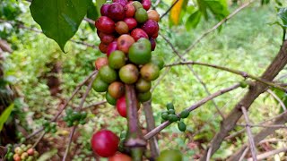 How to Grow Coffee Successfully as a Beginner in Northern Uganda 20 Years of Coffee Farming Wisdom [upl. by Sibyl]