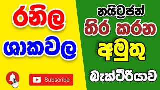 මේ ශාක වලට යූරියා ඕනිම නෑ 🙄 Nitrogen fixation of legume plants root nodules bacteria [upl. by Anirahc]